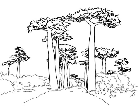 Avenue Of The Baobabs Coloring Page